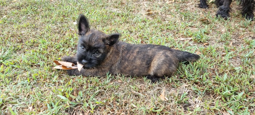Du Hameau Des Samourais - Chiots disponibles - Cairn Terrier