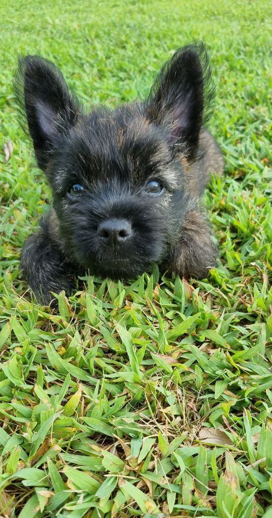 Chiot Cairn Terrier Du Hameau Des Samourais